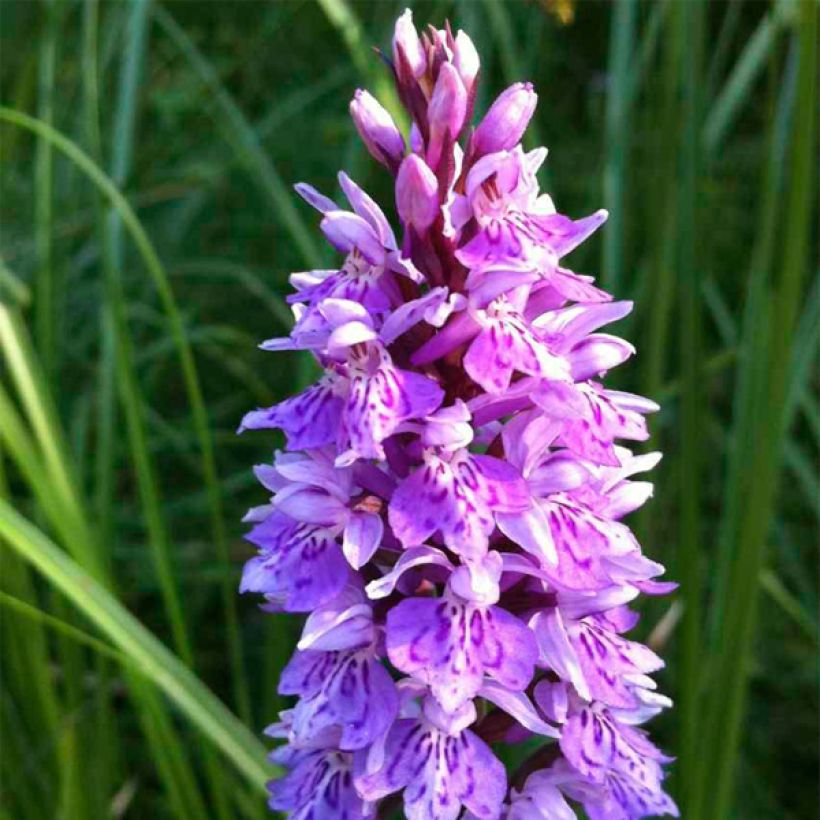 Dactylorhiza maculata, Orchis tacheté - Orchidée terrestre et vivace (Flowering)