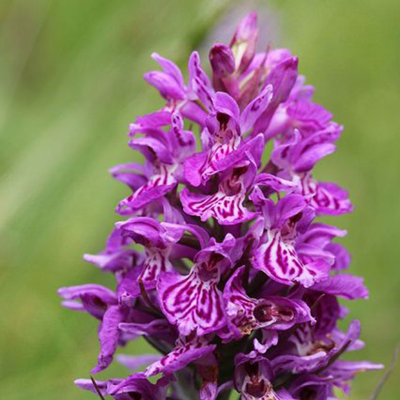 Dactylorhiza majalis - Orchis de Mai ou à feuilles larges  (Flowering)