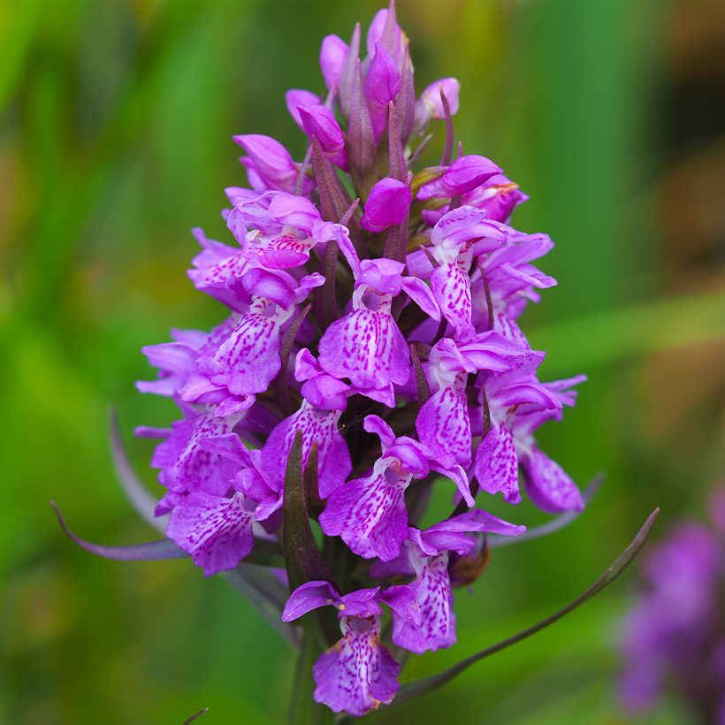 Dactylorhiza purpurella, Orchis pourpre - Orchidée vivace de jardin (Flowering)
