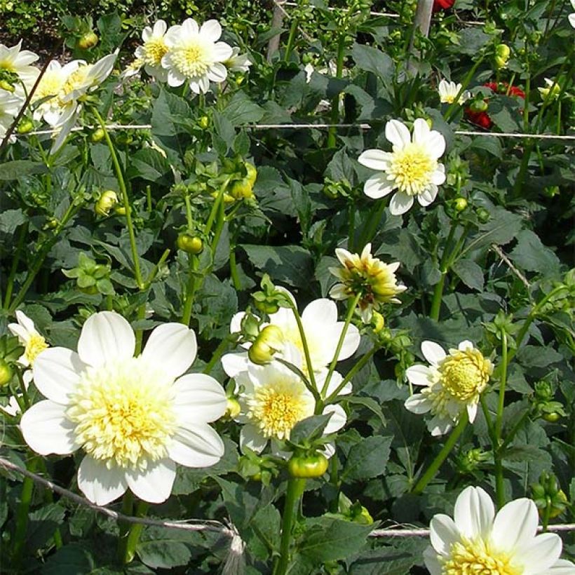 Dahlia anémone Platinum Blonde (Flowering)