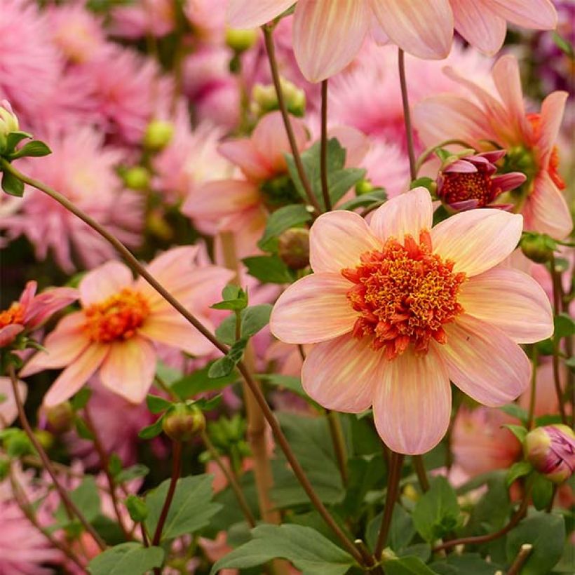 Dahlia anémone Totally Tangerine (Flowering)