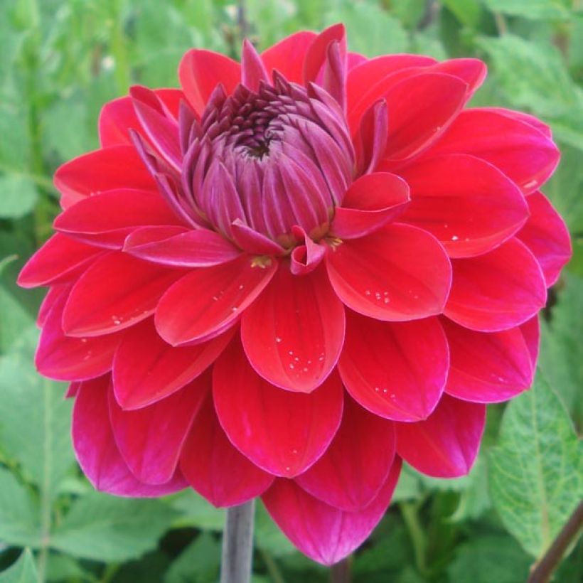 Dahlia décoratif Anne Cornelia (Flowering)