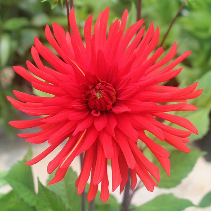Dahlia semi-cactus Berger's Record (Flowering)