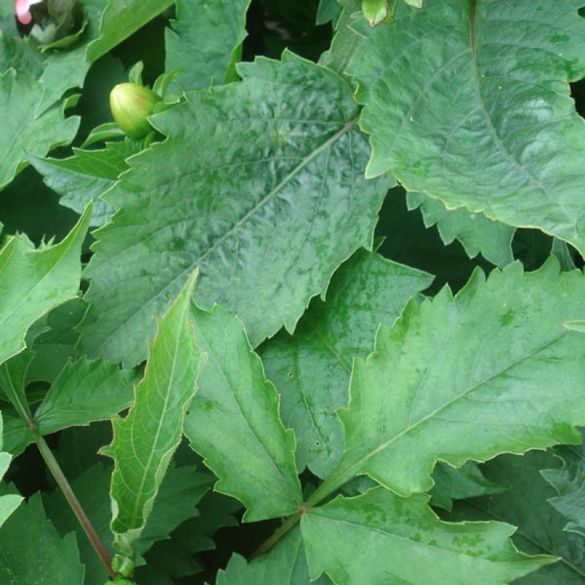Dahlia nain Berliner Kleene (Foliage)