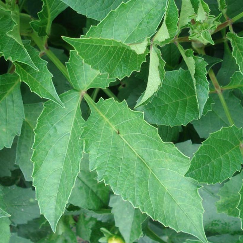 Dahlia nain Claudette (Foliage)