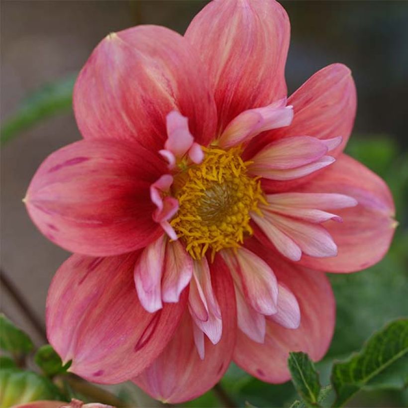 Dahlia collerette Giggles (Flowering)
