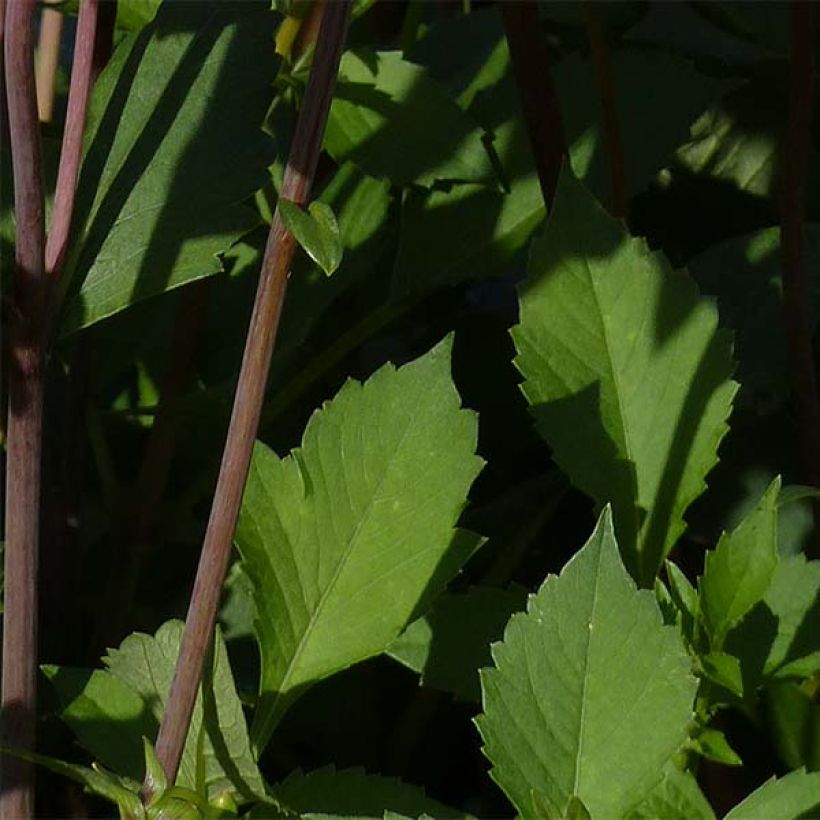 Dahlia décoratif Babylon Bronze (Foliage)