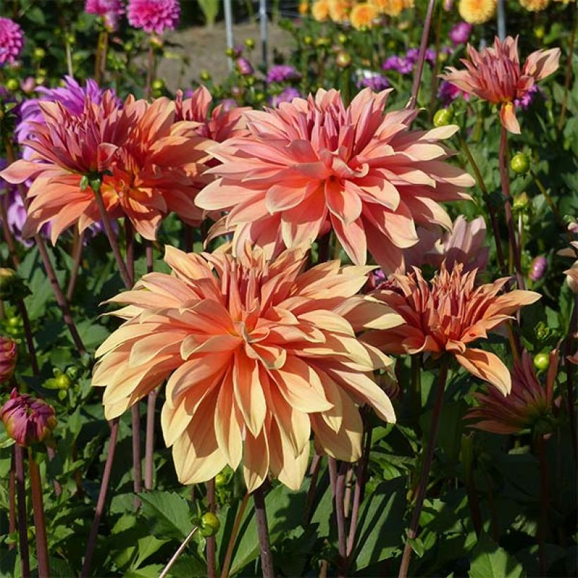 Dahlia décoratif Babylon Bronze (Flowering)