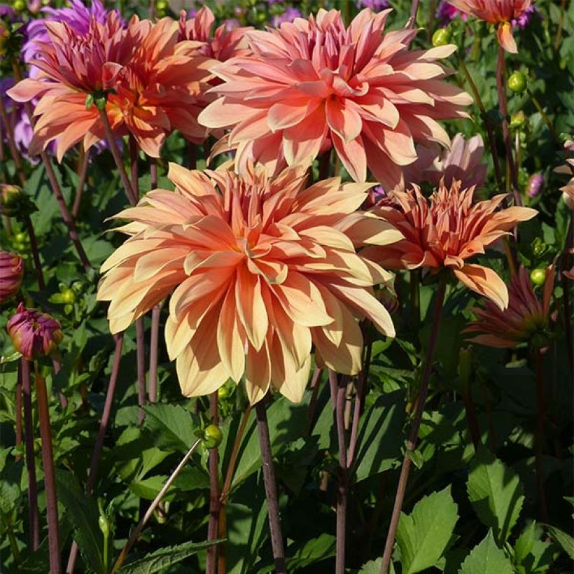 Dahlia décoratif Babylon Bronze (Plant habit)
