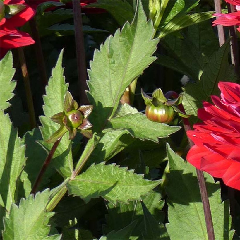 Dahlia décoratif Karma Amora (Foliage)