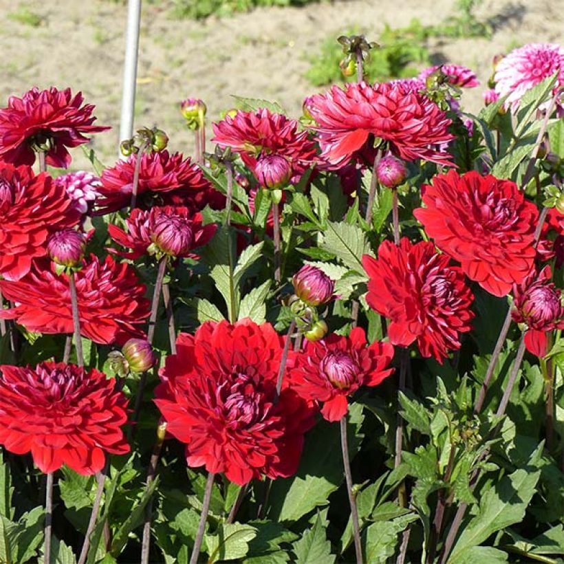 Dahlia décoratif Karma Amora (Flowering)