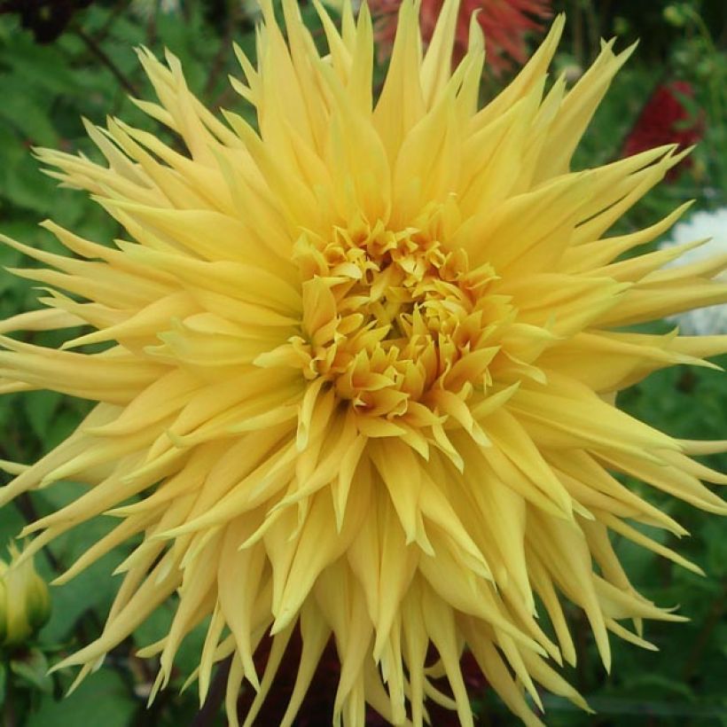 Dahlia cactus dentelle Encore (Flowering)