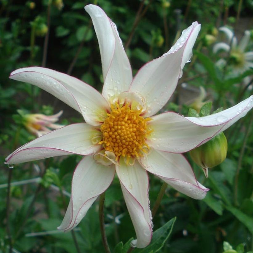 Dahlia Honka Fragile (Flowering)