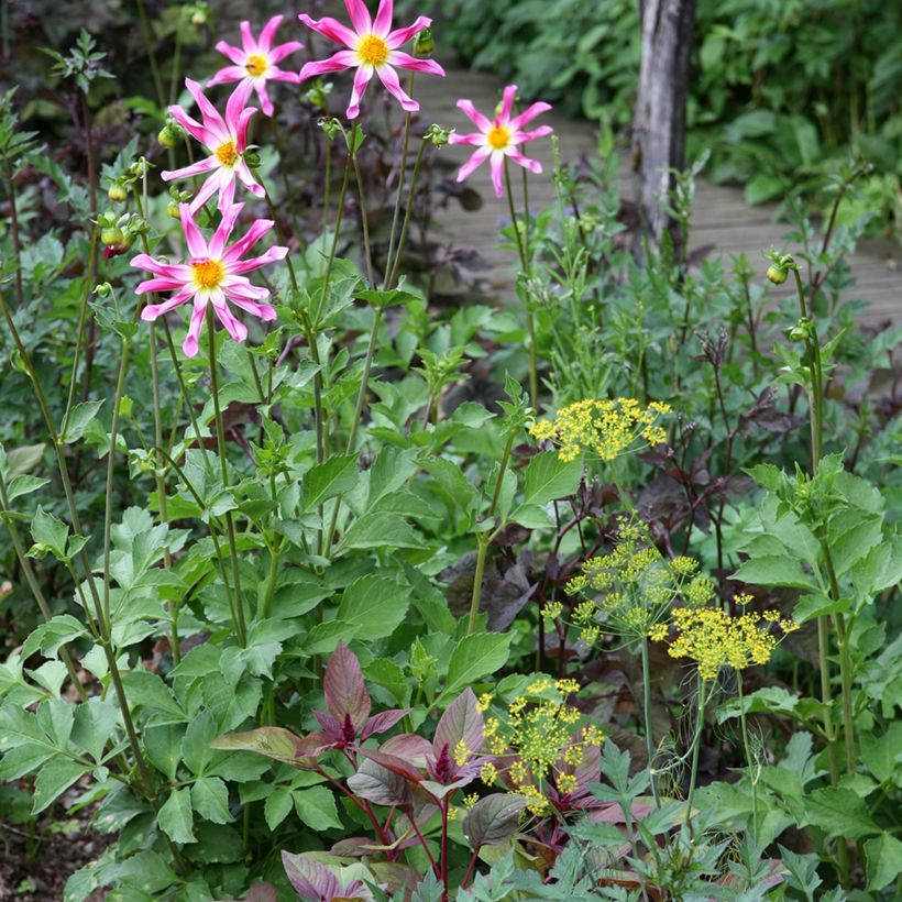Dahlia Honka Pink  (Plant habit)