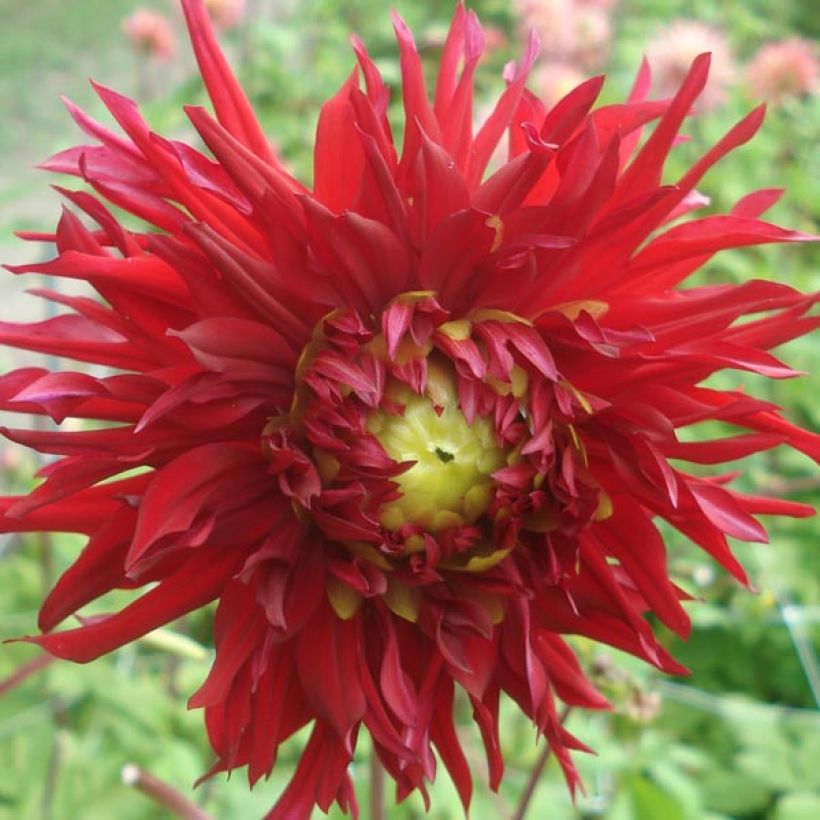 Dahlia cactus dentelle Jaxon (Flowering)