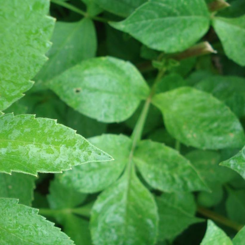 Dahlia camélia Nonette (Foliage)