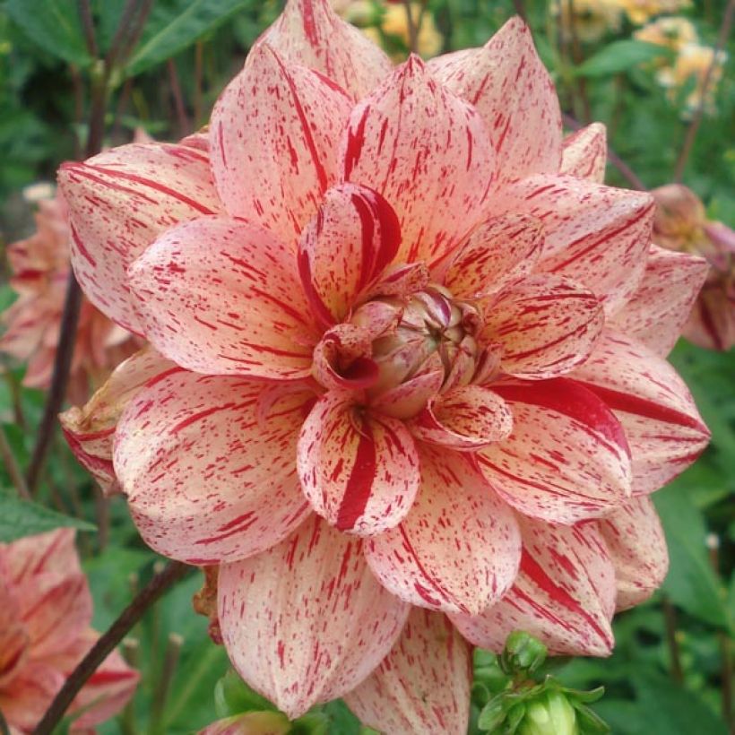 Dahlia camélia Nonette (Flowering)