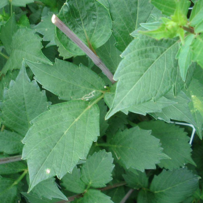 Dahlia camélia Onesta (Foliage)