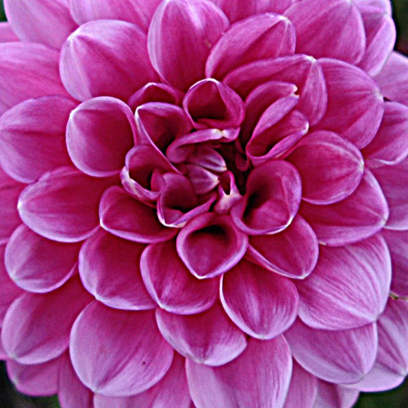 Dahlia balle Peter (Flowering)