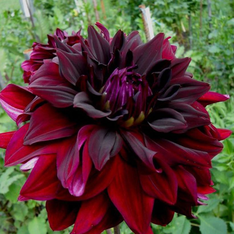 Dahlia semi-cactus Rip City (Flowering)