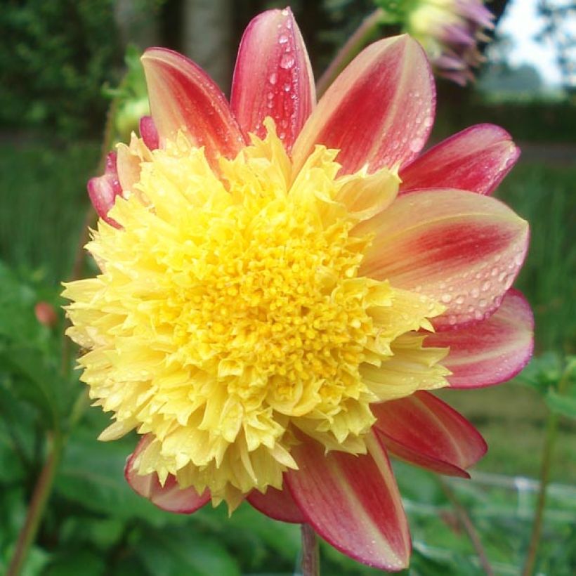 Dahlia anémone Rock and Roll (Flowering)
