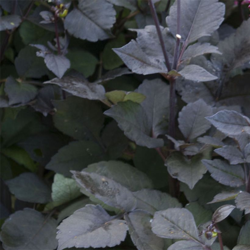 Dahlia paysage Roxy (Foliage)