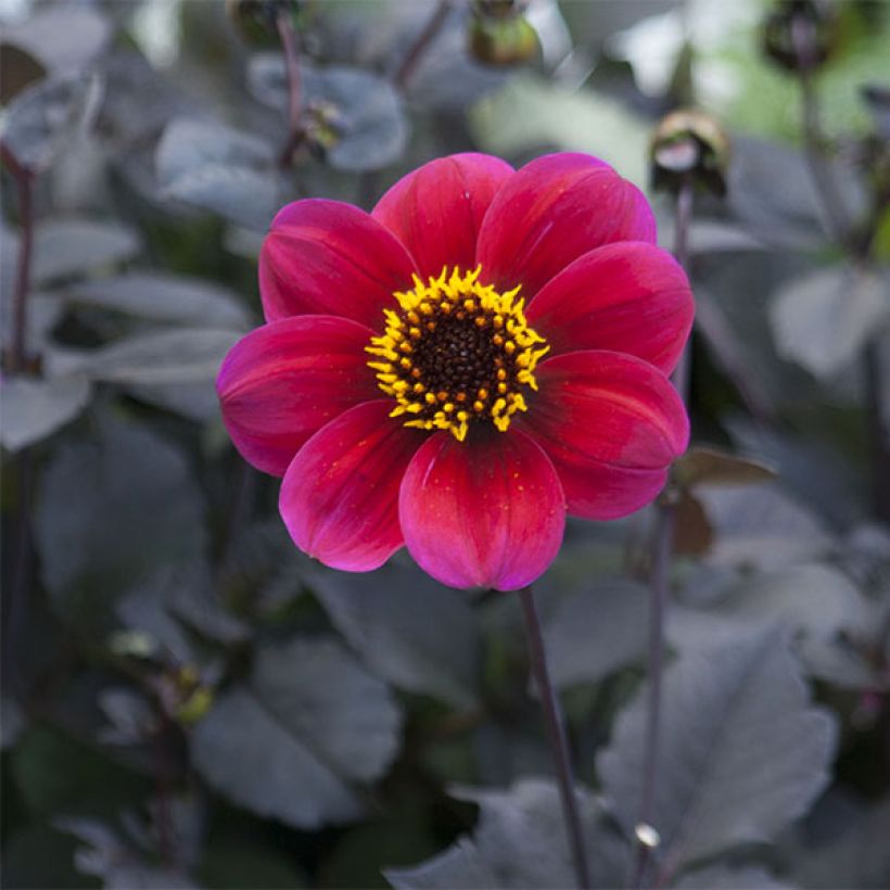 Dahlia paysage Roxy (Flowering)