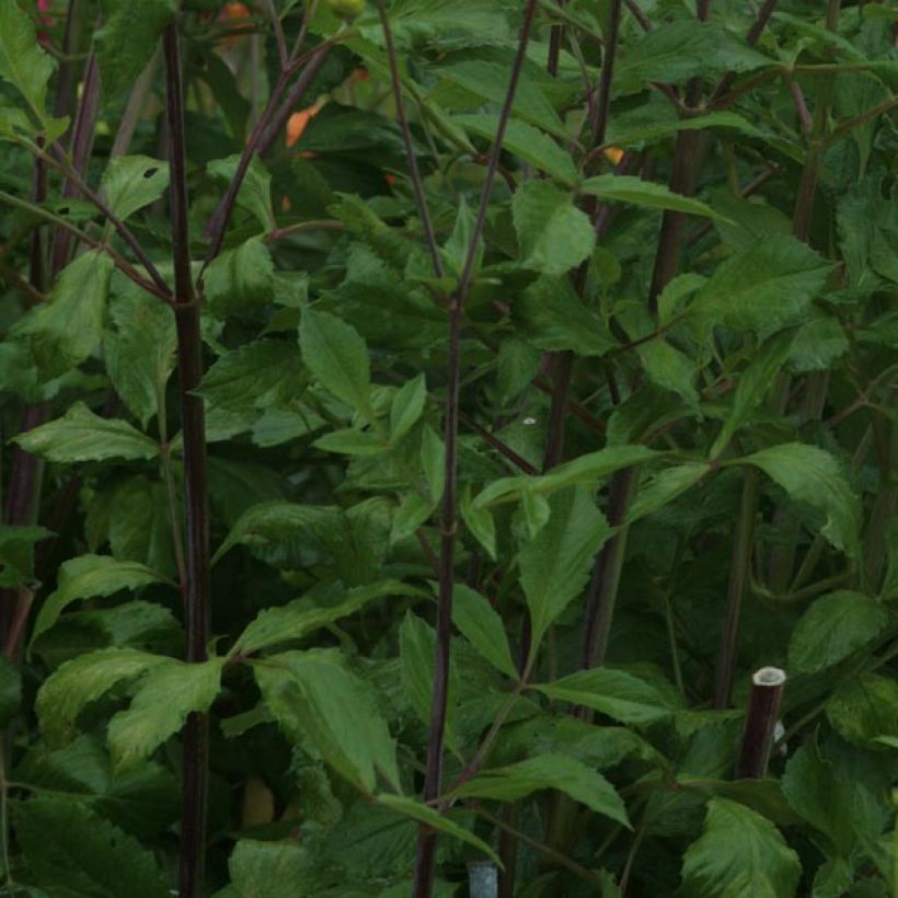 Dahlia décoratif Victoria Ann (Foliage)