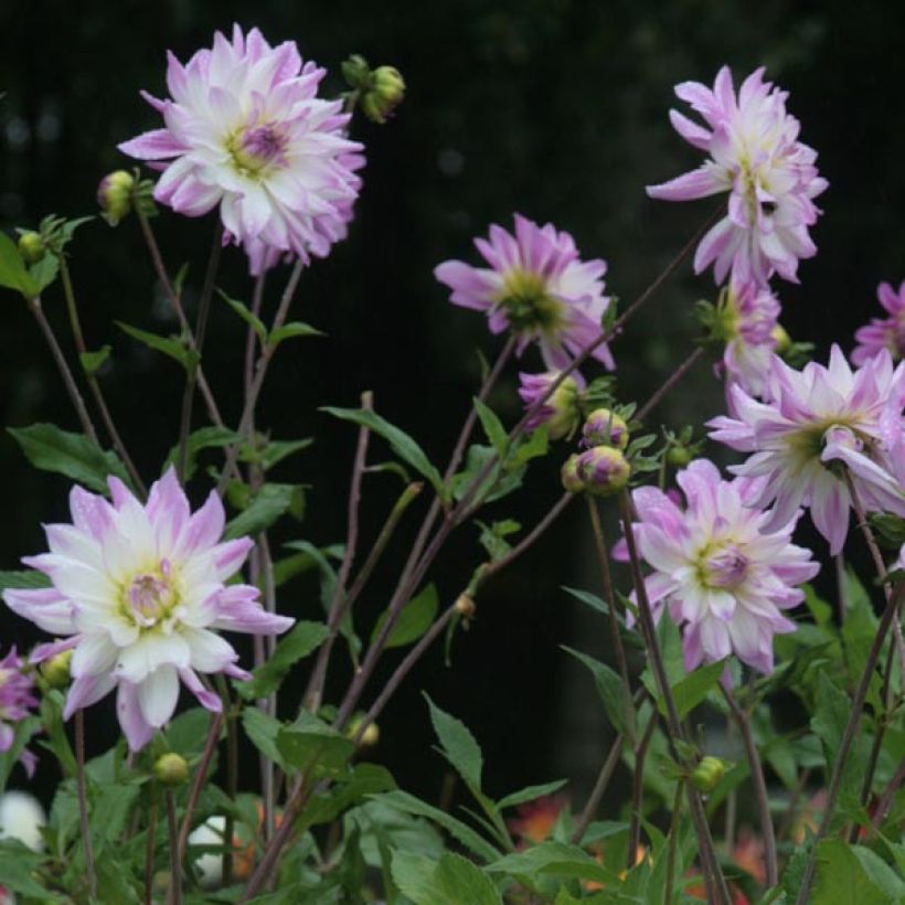 Dahlia décoratif Victoria Ann (Flowering)