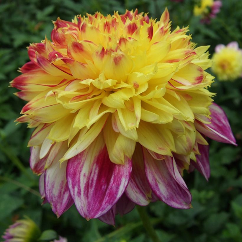 Dahlia anémone Boogie Woogie (Flowering)