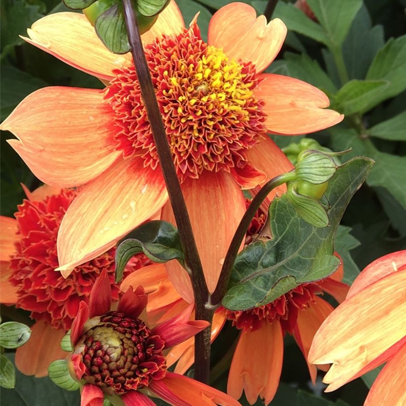 Dahlia anémone Josie (Flowering)