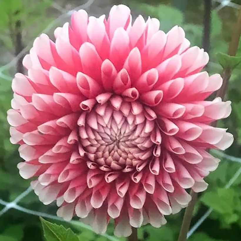 Dahlia balle Chimacum Luke (Flowering)