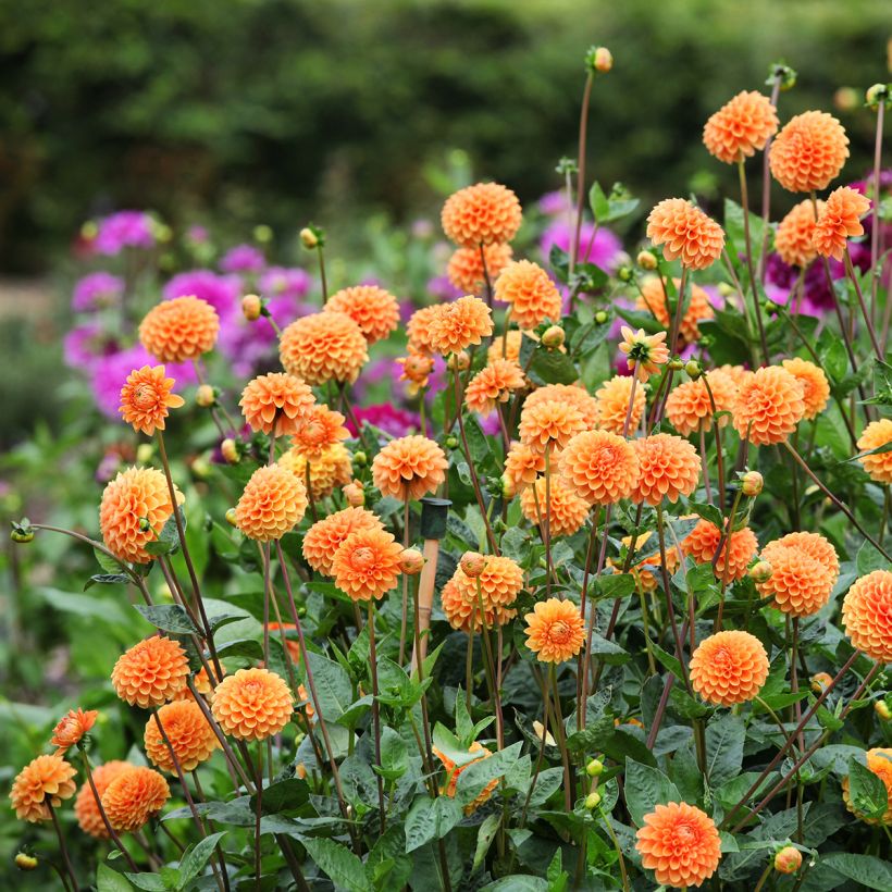 Dahlia balle Sylvia (Plant habit)
