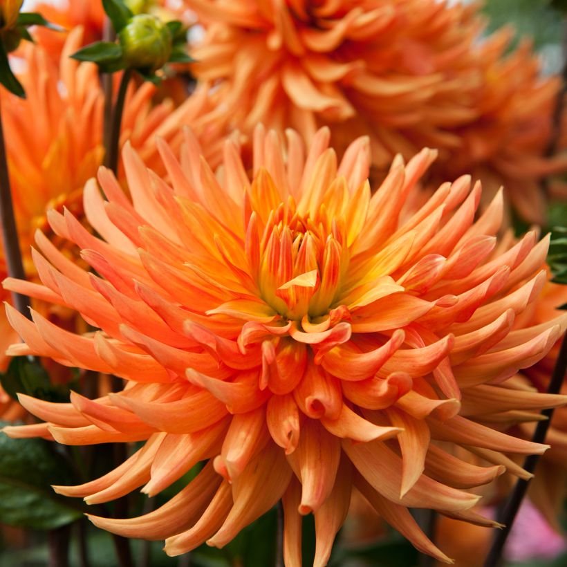 Dahlia cactus Ludwig Helfert (Flowering)