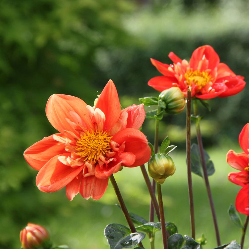 Dahlia collerette Alstergruss (Flowering)