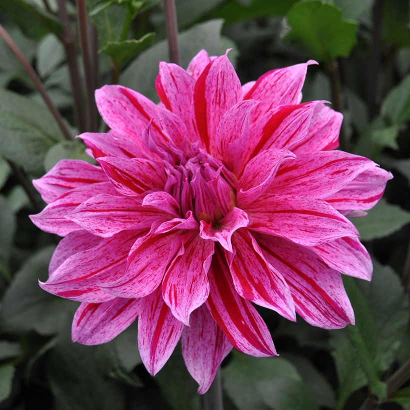 Dahlia décoratif Babylon Lila Gevlamd (Flowering)