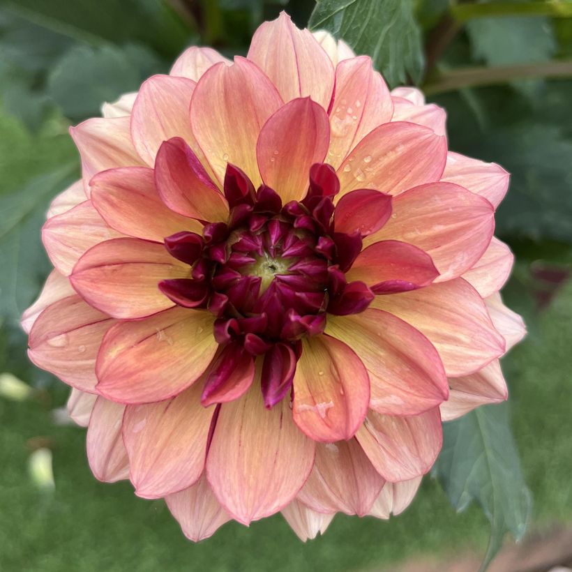 Dahlia décoratif Crème de Cognac (Flowering)