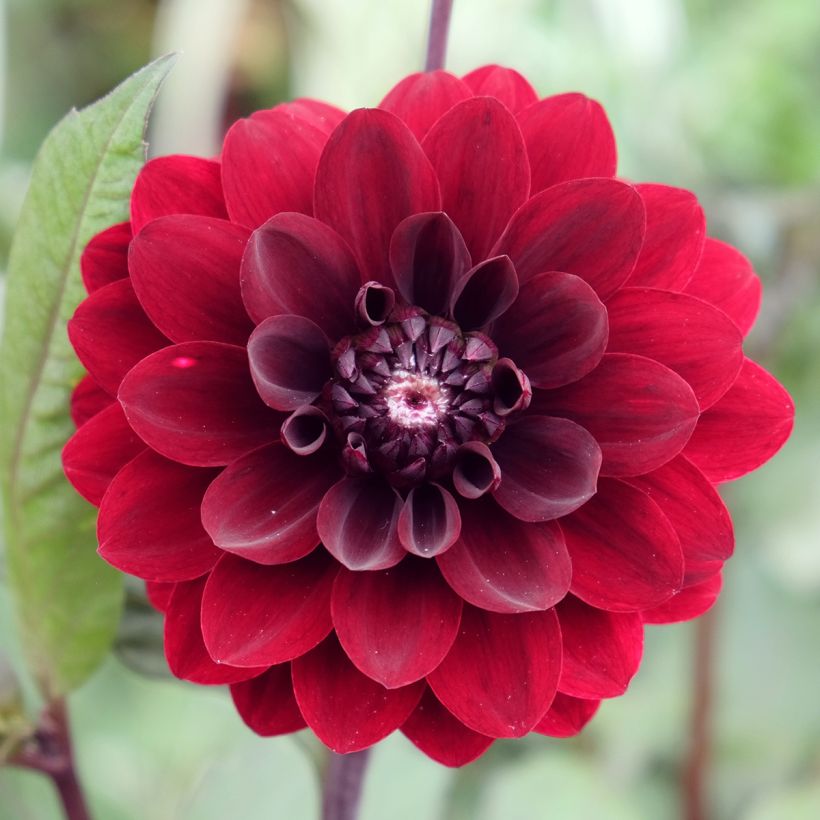 Dahlia décoratif Karma Choc (Flowering)