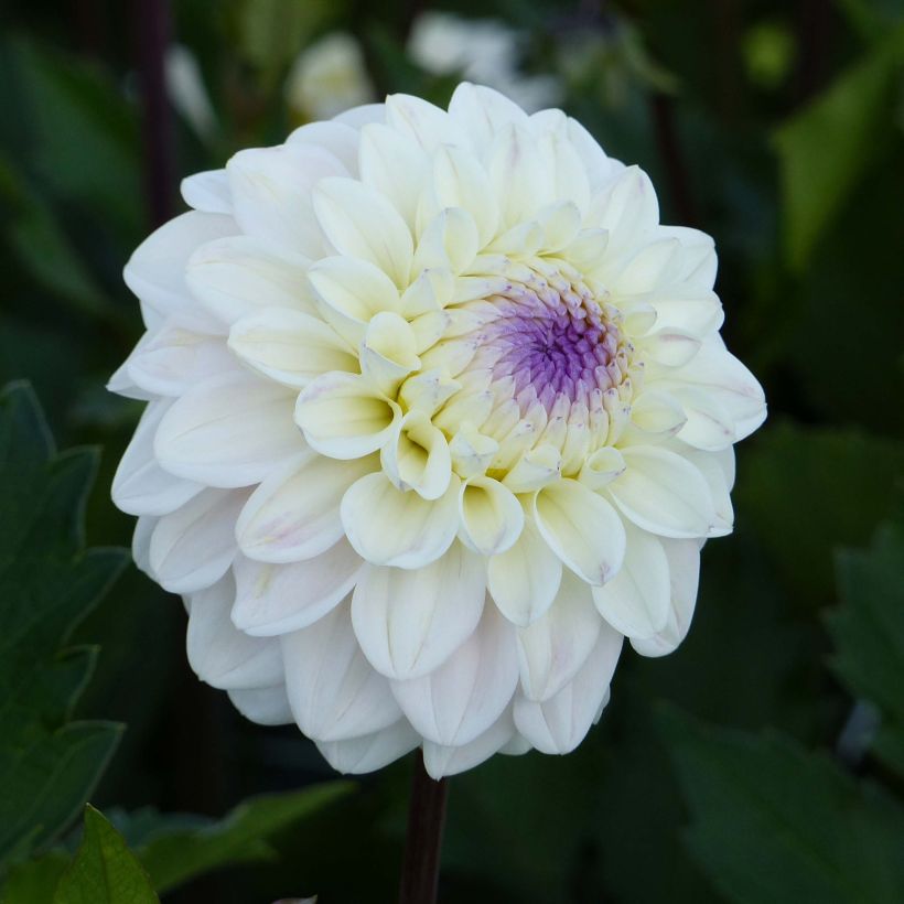 Dahlia décoratif Seniors White (Flowering)