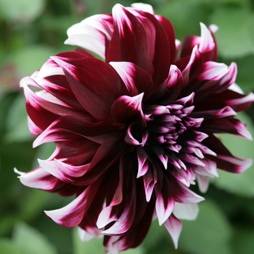 Dahlia géant Contraste (Flowering)