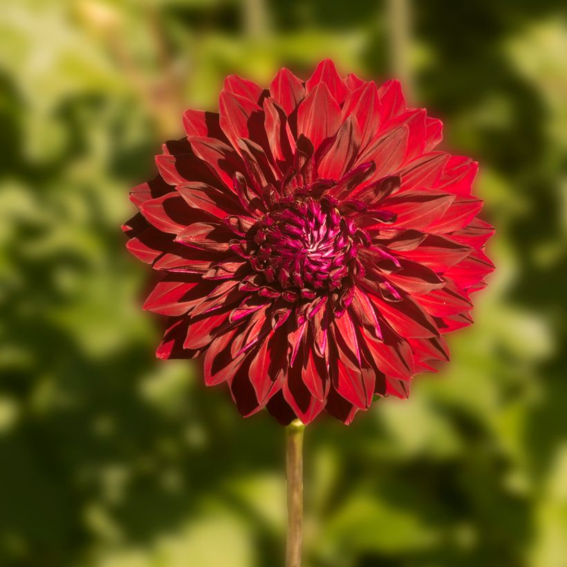 Dahlia géant Mingus Alex (Flowering)
