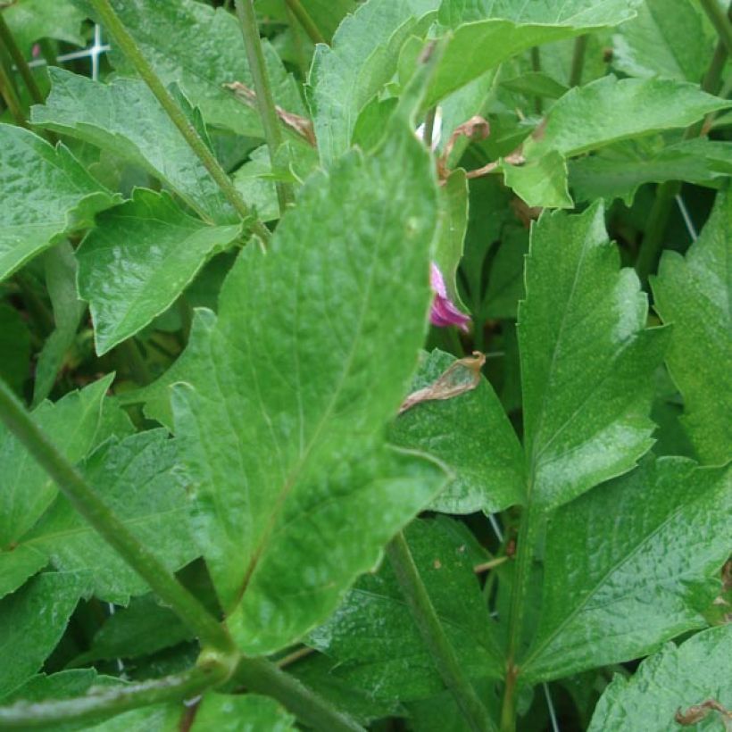Dahlia Honka Pink  (Foliage)