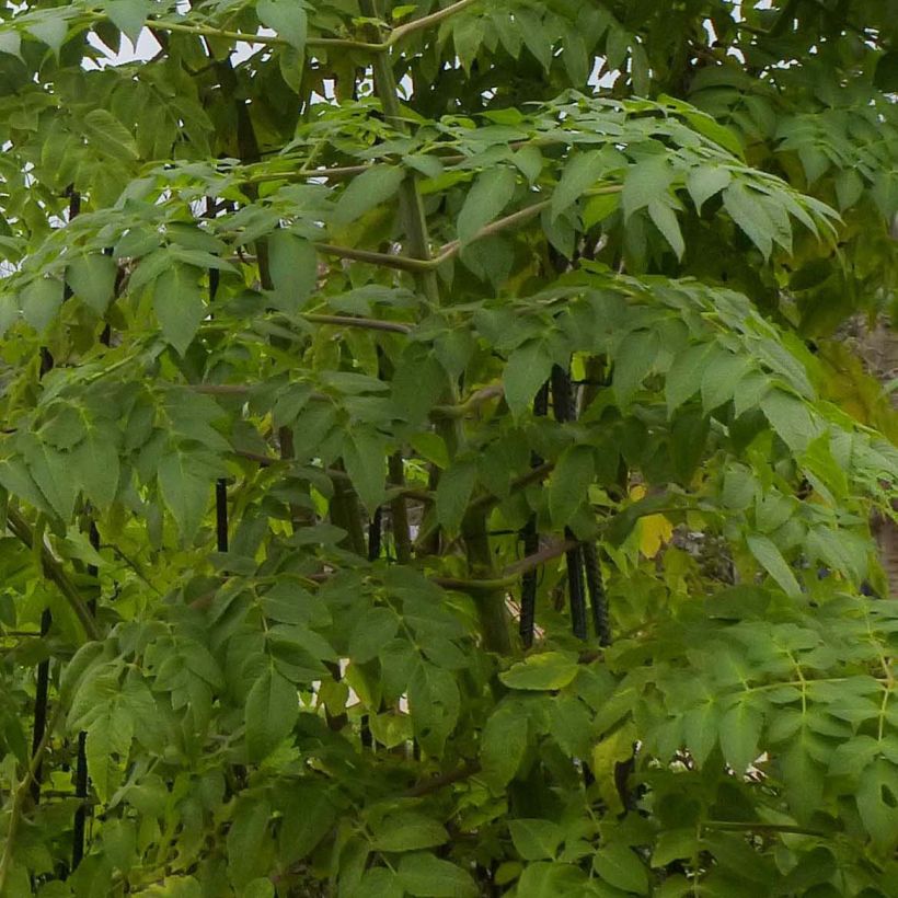 Dahlia imperialis - Dahlia impérial (Foliage)