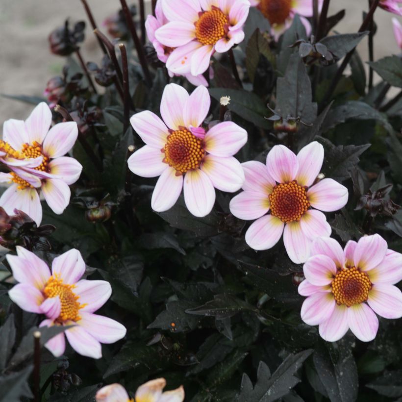 Dahlia nain American Pie (Flowering)