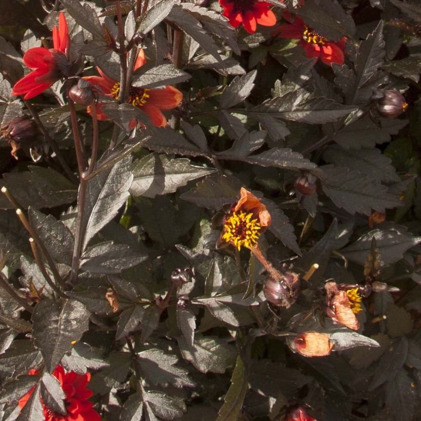 Dahlia nain Pulp Fiction (Foliage)