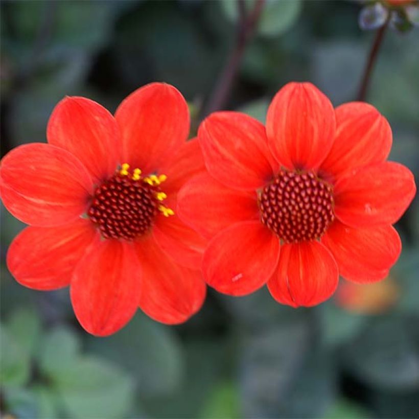 Dahlia nain Scura (Flowering)