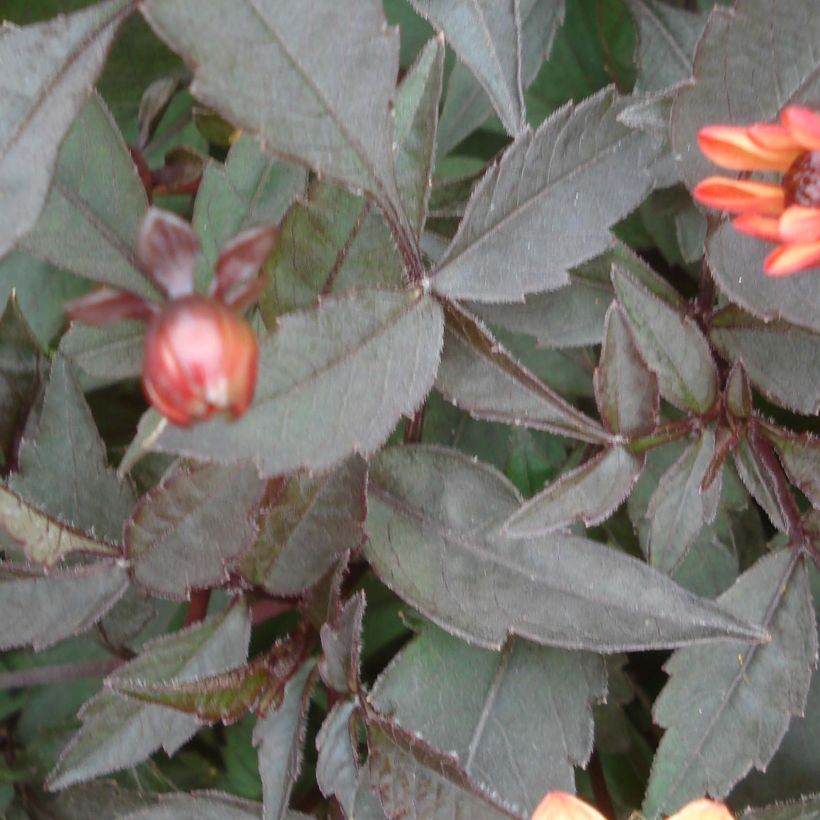 Dahlia nain Star Wars (Foliage)