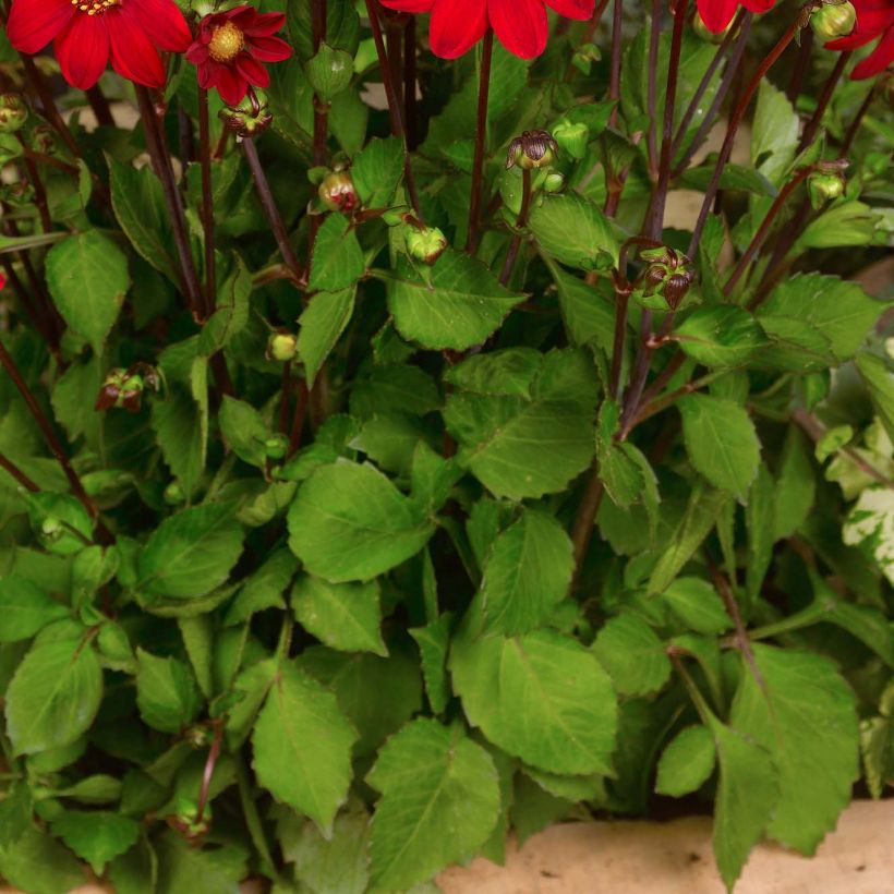 Dahlia nain Topmix Red (Foliage)
