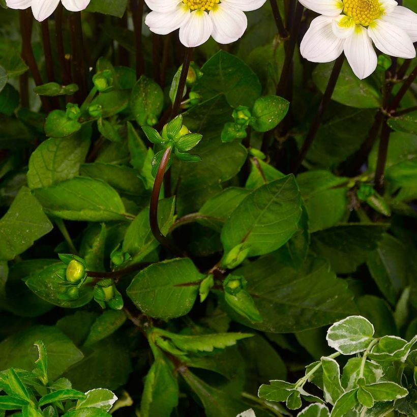 Dahlia nain Topmix White (Foliage)