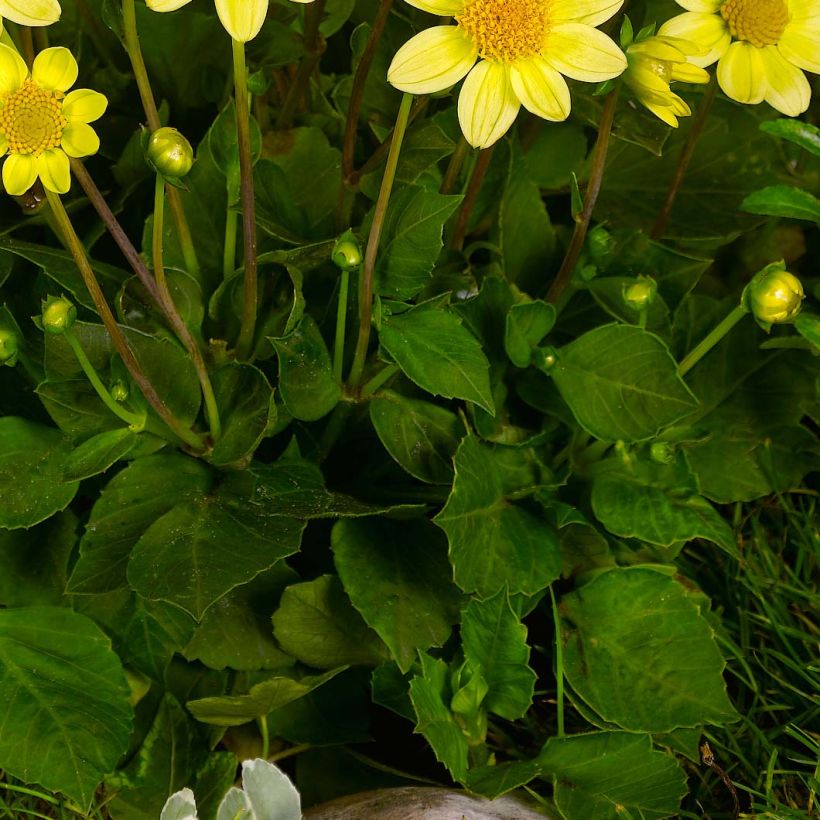 Dahlia nain Topmix Yellow (Foliage)